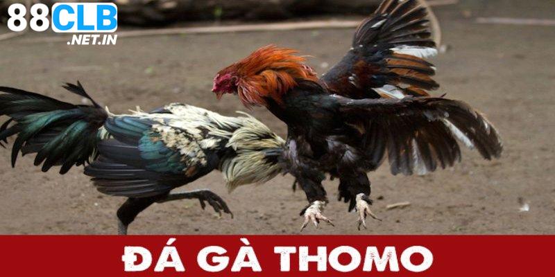 đá gà thomo