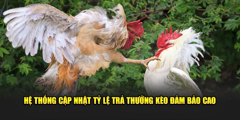 Đá gà cựa dao 