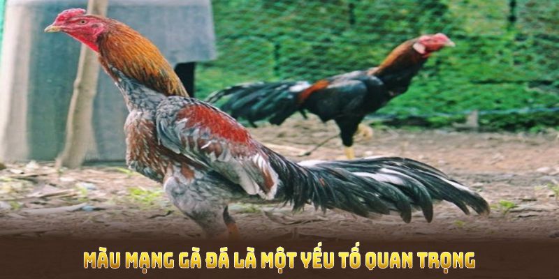 Màu mạng gà đá