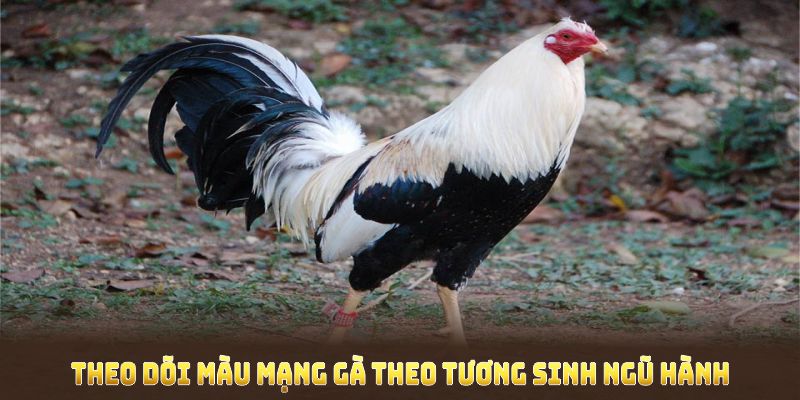 Màu mạng gà đá