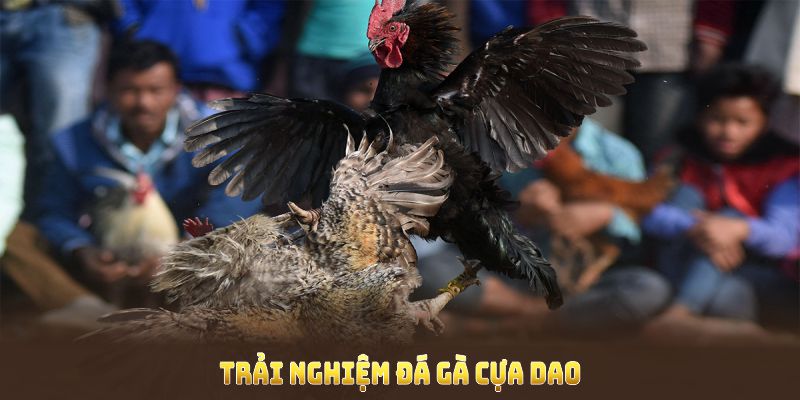 Đá gà cựa dao 