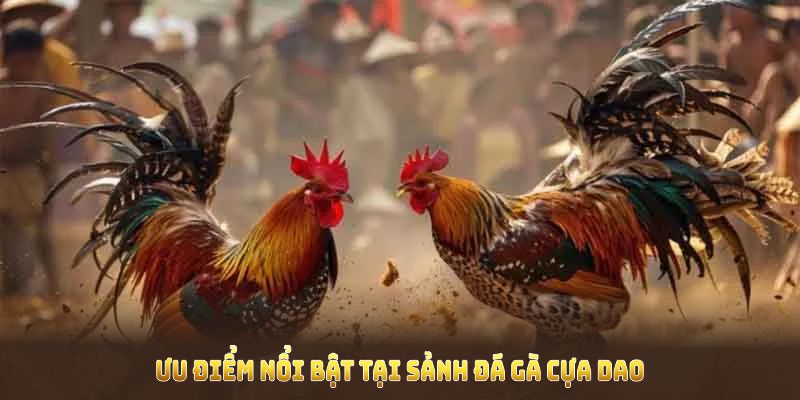 Đá gà cựa dao 